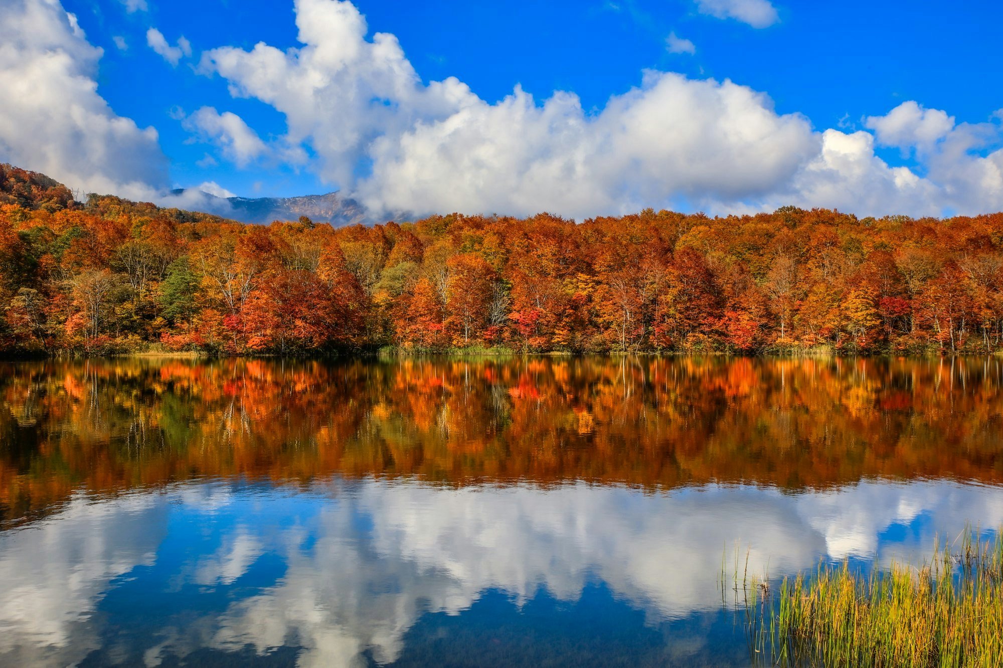 🌸 히노키나이가와 강변 녹지 공원(히노키나이가와 카센 료쿠치 코엔) 이미지 3